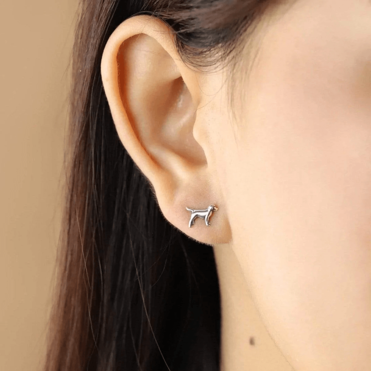 boma Labrador Retriever Studs - Silver Parrot, Inc.